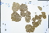  ( - Ge02376)  @11 [ ] CreativeCommons  Attribution Non-Commercial Share-Alike  Unspecified Herbarium of South China Botanical Garden