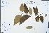  (Buddleja - Ge02378)  @11 [ ] CreativeCommons  Attribution Non-Commercial Share-Alike  Unspecified Herbarium of South China Botanical Garden