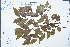  (Erythrophleum - Ge02400)  @11 [ ] CreativeCommons  Attribution Non-Commercial Share-Alike  Unspecified Herbarium of South China Botanical Garden