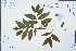  (Ziziphus - Ge04508)  @11 [ ] CreativeCommons  Attribution Non-Commercial Share-Alike  Unspecified Herbarium of South China Botanical Garden