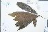  (Lindera megaphylla - Ge02409)  @11 [ ] CreativeCommons  Attribution Non-Commercial Share-Alike  Unspecified Herbarium of South China Botanical Garden