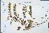  (Adenanthera microsperma - Ge02430)  @11 [ ] CreativeCommons  Attribution Non-Commercial Share-Alike  Unspecified Herbarium of South China Botanical Garden