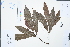  (Magnolia ernestii - Ge02437)  @11 [ ] CreativeCommons  Attribution Non-Commercial Share-Alike  Unspecified Herbarium of South China Botanical Garden