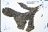  (Heliciopsis henryi - Ge02441)  @11 [ ] CreativeCommons  Attribution Non-Commercial Share-Alike  Unspecified Herbarium of South China Botanical Garden