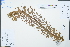  ( - Ge04511)  @11 [ ] CreativeCommons  Attribution Non-Commercial Share-Alike  Unspecified Herbarium of South China Botanical Garden