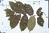  (Markhamia - Ge02472)  @11 [ ] CreativeCommons  Attribution Non-Commercial Share-Alike  Unspecified Herbarium of South China Botanical Garden