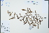  (Olea europaea subsp. cuspidata - Ge04516)  @11 [ ] CreativeCommons  Attribution Non-Commercial Share-Alike  Unspecified Herbarium of South China Botanical Garden