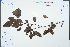  (Pyrus phaeocarpa - Ge02493)  @11 [ ] CreativeCommons  Attribution Non-Commercial Share-Alike  Unspecified Herbarium of South China Botanical Garden