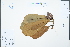  ( - Ge04517)  @11 [ ] CreativeCommons  Attribution Non-Commercial Share-Alike  Unspecified Herbarium of South China Botanical Garden