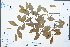  ( - Ge02509)  @11 [ ] CreativeCommons  Attribution Non-Commercial Share-Alike  Unspecified Herbarium of South China Botanical Garden
