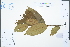  ( - Ge02522)  @11 [ ] CreativeCommons  Attribution Non-Commercial Share-Alike  Unspecified Herbarium of South China Botanical Garden