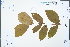  ( - Ge04520)  @11 [ ] CreativeCommons  Attribution Non-Commercial Share-Alike  Unspecified Herbarium of South China Botanical Garden