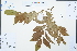  ( - Ge02555)  @11 [ ] CreativeCommons  Attribution Non-Commercial Share-Alike  Unspecified Herbarium of South China Botanical Garden