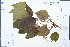  (Vernicia montana - Ge02557)  @11 [ ] CreativeCommons  Attribution Non-Commercial Share-Alike  Unspecified Herbarium of South China Botanical Garden