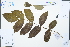  ( - Ge02559)  @11 [ ] CreativeCommons  Attribution Non-Commercial Share-Alike  Unspecified Herbarium of South China Botanical Garden