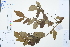  ( - Ge02560)  @11 [ ] CreativeCommons  Attribution Non-Commercial Share-Alike  Unspecified Herbarium of South China Botanical Garden