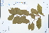  ( - Ge02576)  @11 [ ] CreativeCommons  Attribution Non-Commercial Share-Alike  Unspecified Herbarium of South China Botanical Garden