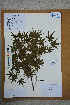  ( - Ge02587)  @11 [ ] CreativeCommons  Attribution Non-Commercial Share-Alike  Unspecified Herbarium of South China Botanical Garden