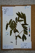  ( - Ge02588)  @11 [ ] CreativeCommons  Attribution Non-Commercial Share-Alike  Unspecified Herbarium of South China Botanical Garden