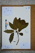  ( - Ge02591)  @11 [ ] CreativeCommons  Attribution Non-Commercial Share-Alike  Unspecified Herbarium of South China Botanical Garden