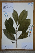  ( - Ge02616)  @11 [ ] CreativeCommons  Attribution Non-Commercial Share-Alike  Unspecified Herbarium of South China Botanical Garden