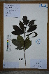  ( - Ge02619)  @11 [ ] CreativeCommons  Attribution Non-Commercial Share-Alike  Unspecified Herbarium of South China Botanical Garden