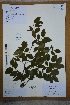  ( - Ge02621)  @11 [ ] CreativeCommons  Attribution Non-Commercial Share-Alike  Unspecified Herbarium of South China Botanical Garden