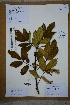  ( - Ge02627)  @11 [ ] CreativeCommons  Attribution Non-Commercial Share-Alike  Unspecified Herbarium of South China Botanical Garden