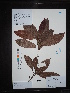  (Magnolia odora - Ge02641)  @11 [ ] CreativeCommons  Attribution Non-Commercial Share-Alike  Unspecified Herbarium of South China Botanical Garden