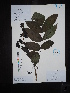  ( - Ge04530)  @11 [ ] CreativeCommons  Attribution Non-Commercial Share-Alike  Unspecified Herbarium of South China Botanical Garden