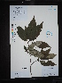  (Nyssa - Ge02650)  @11 [ ] CreativeCommons  Attribution Non-Commercial Share-Alike  Unspecified Herbarium of South China Botanical Garden