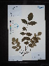 ( - Ge02654)  @11 [ ] CreativeCommons  Attribution Non-Commercial Share-Alike  Unspecified Herbarium of South China Botanical Garden