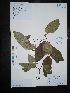  (Cornaceae - Ge02660)  @11 [ ] CreativeCommons  Attribution Non-Commercial Share-Alike  Unspecified Herbarium of South China Botanical Garden