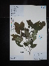  (Cornus - Ge02665)  @11 [ ] CreativeCommons  Attribution Non-Commercial Share-Alike  Unspecified Herbarium of South China Botanical Garden