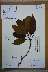  (Eriobotrya - Ge02668)  @11 [ ] CreativeCommons  Attribution Non-Commercial Share-Alike  Unspecified Herbarium of South China Botanical Garden
