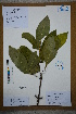  ( - Ge02671)  @11 [ ] CreativeCommons  Attribution Non-Commercial Share-Alike  Unspecified Herbarium of South China Botanical Garden