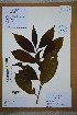  (Camellia semiserrata - Ge02672)  @11 [ ] CreativeCommons  Attribution Non-Commercial Share-Alike  Unspecified Herbarium of South China Botanical Garden