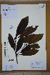  ( - Ge02683)  @11 [ ] CreativeCommons  Attribution Non-Commercial Share-Alike  Unspecified Herbarium of South China Botanical Garden