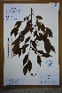  ( - Ge02688)  @11 [ ] CreativeCommons  Attribution Non-Commercial Share-Alike  Unspecified Herbarium of South China Botanical Garden
