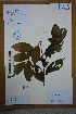  (Lindera communis - Ge02689)  @11 [ ] CreativeCommons  Attribution Non-Commercial Share-Alike  Unspecified Herbarium of South China Botanical Garden