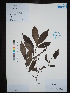  ( - Ge02701)  @11 [ ] CreativeCommons  Attribution Non-Commercial Share-Alike  Unspecified Herbarium of South China Botanical Garden
