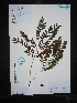  (Gymnocladus - Ge02711)  @11 [ ] CreativeCommons  Attribution Non-Commercial Share-Alike  Unspecified Herbarium of South China Botanical Garden