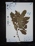  ( - Ge02712)  @11 [ ] CreativeCommons  Attribution Non-Commercial Share-Alike  Unspecified Herbarium of South China Botanical Garden