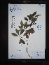  ( - Ge04539)  @11 [ ] CreativeCommons  Attribution Non-Commercial Share-Alike  Unspecified Herbarium of South China Botanical Garden