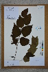  (Betula - Ge02743)  @11 [ ] CreativeCommons  Attribution Non-Commercial Share-Alike  Unspecified Herbarium of South China Botanical Garden
