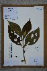 (Callicarpa kochiana - Ge02746)  @11 [ ] CreativeCommons  Attribution Non-Commercial Share-Alike  Unspecified Herbarium of South China Botanical Garden