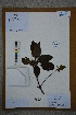  ( - Ge02752)  @11 [ ] CreativeCommons  Attribution Non-Commercial Share-Alike  Unspecified Herbarium of South China Botanical Garden
