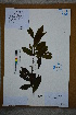  ( - Ge02763)  @11 [ ] CreativeCommons  Attribution Non-Commercial Share-Alike  Unspecified Herbarium of South China Botanical Garden