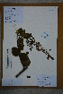  (Paliurus - Ge02767)  @11 [ ] CreativeCommons  Attribution Non-Commercial Share-Alike  Unspecified Herbarium of South China Botanical Garden