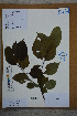  ( - Ge02772)  @11 [ ] CreativeCommons  Attribution Non-Commercial Share-Alike  Unspecified Herbarium of South China Botanical Garden